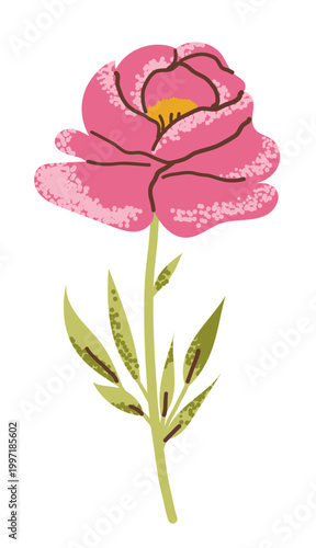 Peony flower in pink color with green leaves on transparent background