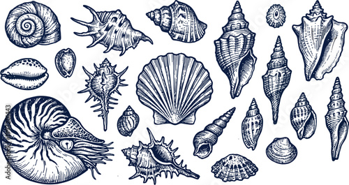 Set of Detailed Hand-Drawn Seashell Illustrations in Vintage Engraved Style.eps