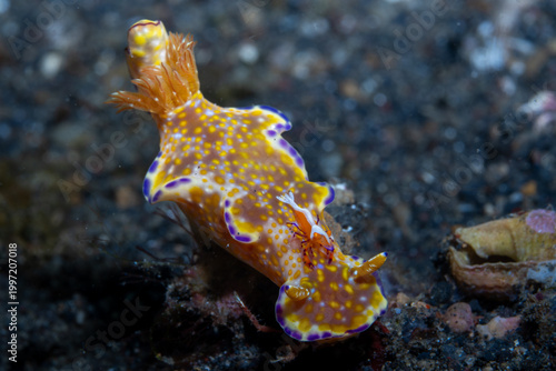 Vászonkép Many-lobed Ceratosoma
Ceratosoma tenue