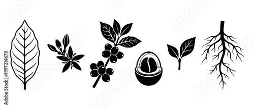 Coffee Plant Lifecycle Icons Set: Beans, Leaves, Flowers, and Roots. Black vector silhouette collection showcasing stages of growth, agricultural farming, and organic production process on white backg