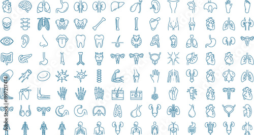 Set of medical line icons representing human organs, vector anatomy symbols including lungs, tooth, and liver on transparent background