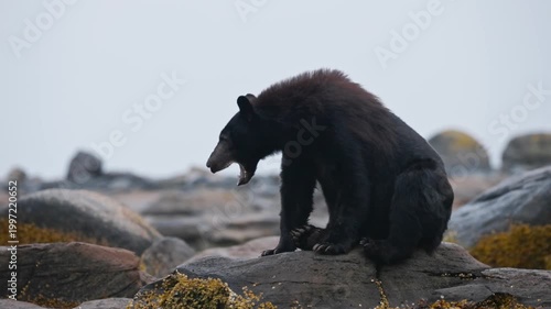 Yawning Black Bear Seated Over A Rock Through River In Vancouver Island, British Columbia, Canada. Slow Motion Shot