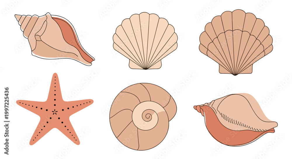 Fototapeta premium Seashells and starfish ocean creatures.