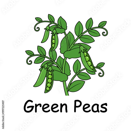 Fresh green peas growing on a vibrant plant, showcasing healthy garden produce with lush leaves and ripe pods, symbolizing natural nutrition and wholesome food ingredients