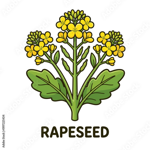 Stylized illustration of a blooming rapeseed plant, showcasing its vibrant yellow flowers and fresh green leaves, symbolizing natural agriculture and oil production