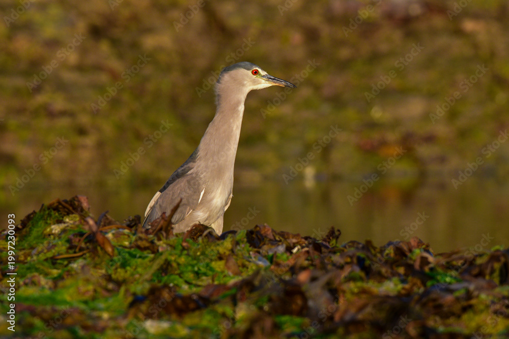 Fototapeta premium Black crowned Night heron,Nycticorax nycticorax , in intertidal environment, Puerto Deseado Santa Cruz, Patagonia, Argentina.