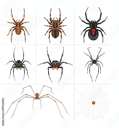 Set of Detailed Vector Spider Illustrations Featuring Various Arachnid Species Like Black Widow Tarantula and Daddy Long Legs with Web Element Included