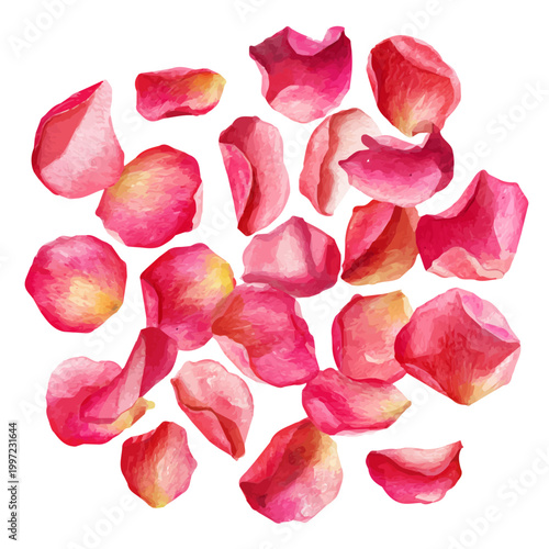 Valentines Rose Petals watercolor vector illustration, high-quality artwork isolated on a pure white background.