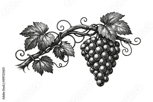 A detailed black and white illustration of a bunch of grapes on a vine with leaves and curly tendrils, perfect for wine or agriculture concepts.
