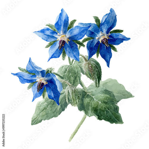Borage watercolor vector illustration, high-quality artwork isolated on a pure white background.