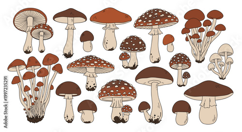 Comprehensive collection of various mushroom species and fungi sketches with different shapes and brown colors on a white background.
