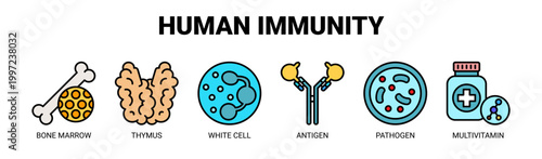 Human Immunity web banner icon vector illustration concept with icons of bone marrow, thymus, white cell, antigen, pathogen, and multivitamin.