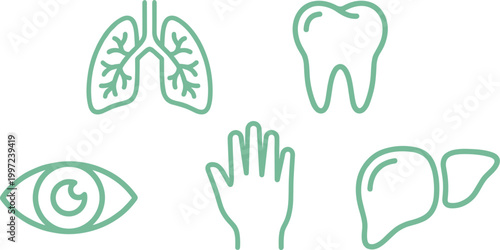Human organs medical icon set, vector line illustration of lungs, tooth, eye, hand, and liver on transparent background