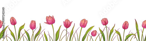 Vector floral background with pink tulips. Seamless horizontal border with spring flowers and green leaves, decorative floral banner isolated on white background.