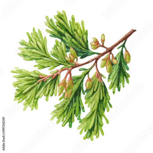 Juniper Leaf watercolor vector, hand-painted style, high-quality illustration isolated on white background.