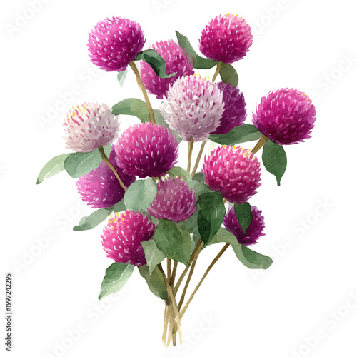 Watercolor Globe Amaranth Bouquet vector, artistic painting style, high-resolution illustration on a pure white background.