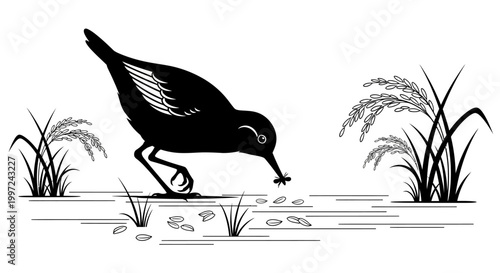 Black bird searching for food outdoors.