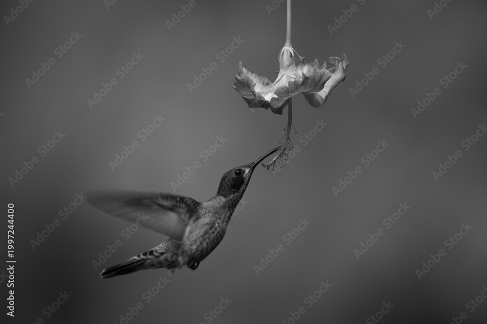 Fototapeta premium Mono brown violetear hovers feeding from flower