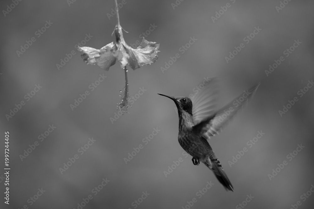 Fototapeta premium Mono brown violetear approaches flower lifting wings