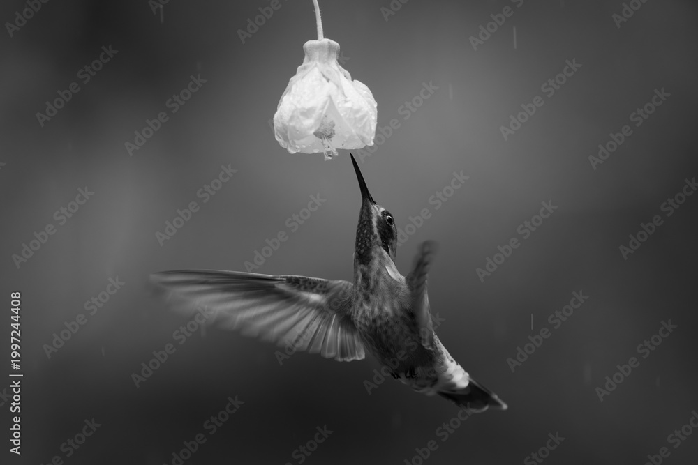 Fototapeta premium Mono brown violetear flies under yellow flower