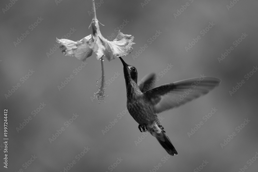 Fototapeta premium Mono brown violetear hovers drinking from flower