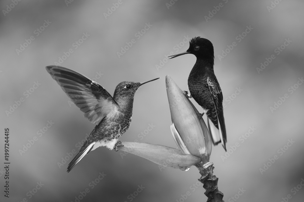 Fototapeta premium Mono buff-tailed and velvet-purple coronets on flower