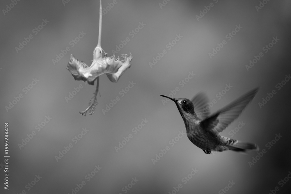 Fototapeta premium Mono brown violetear raises wings approaching flower