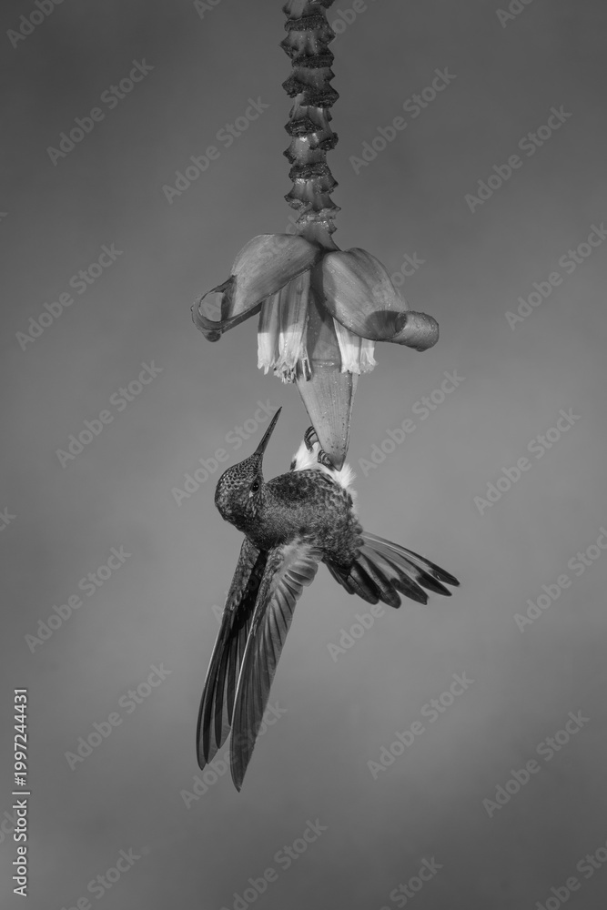Fototapeta premium Mono buff-tailed coronet clings to banana flower