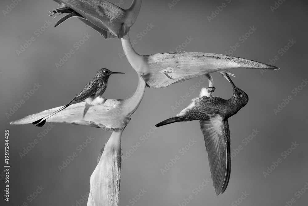 Fototapeta premium Mono buff-tailed coronet and white-booted racket-tail together