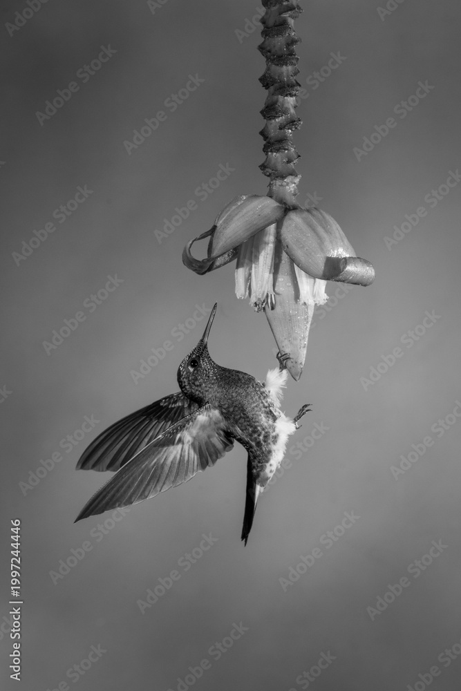 Fototapeta premium Mono buff-tailed coronet clings under banana flower