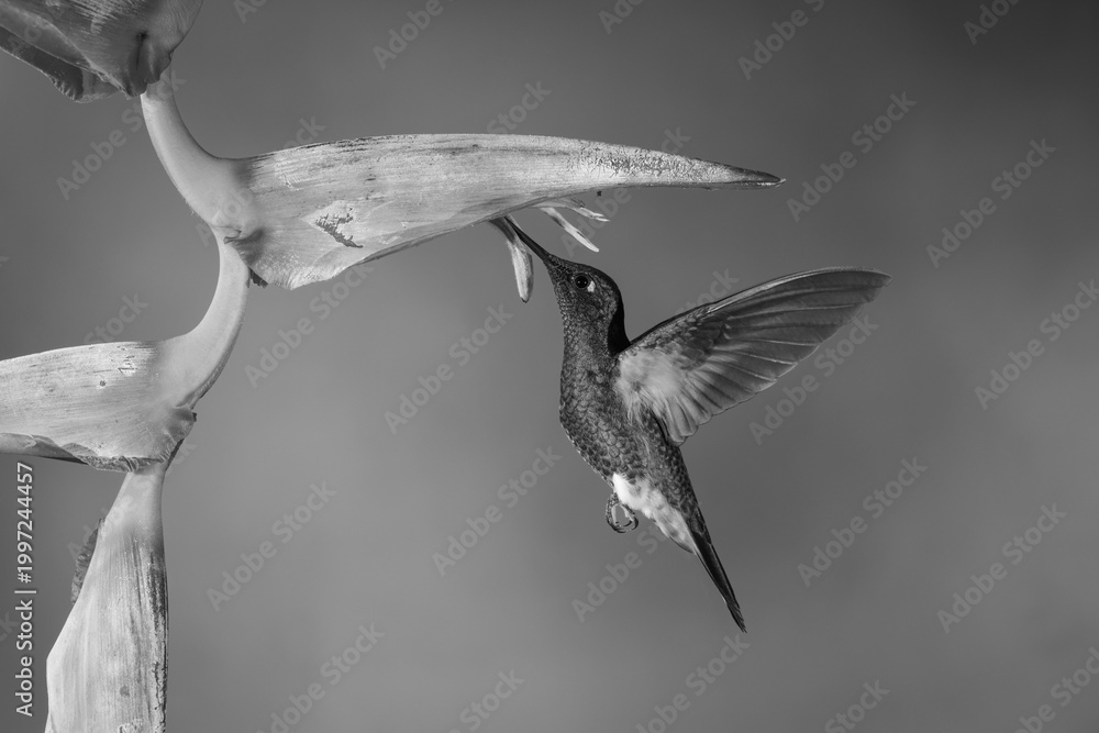Obraz premium Mono buff-tailed coronet drinks hovering beneath heliconia