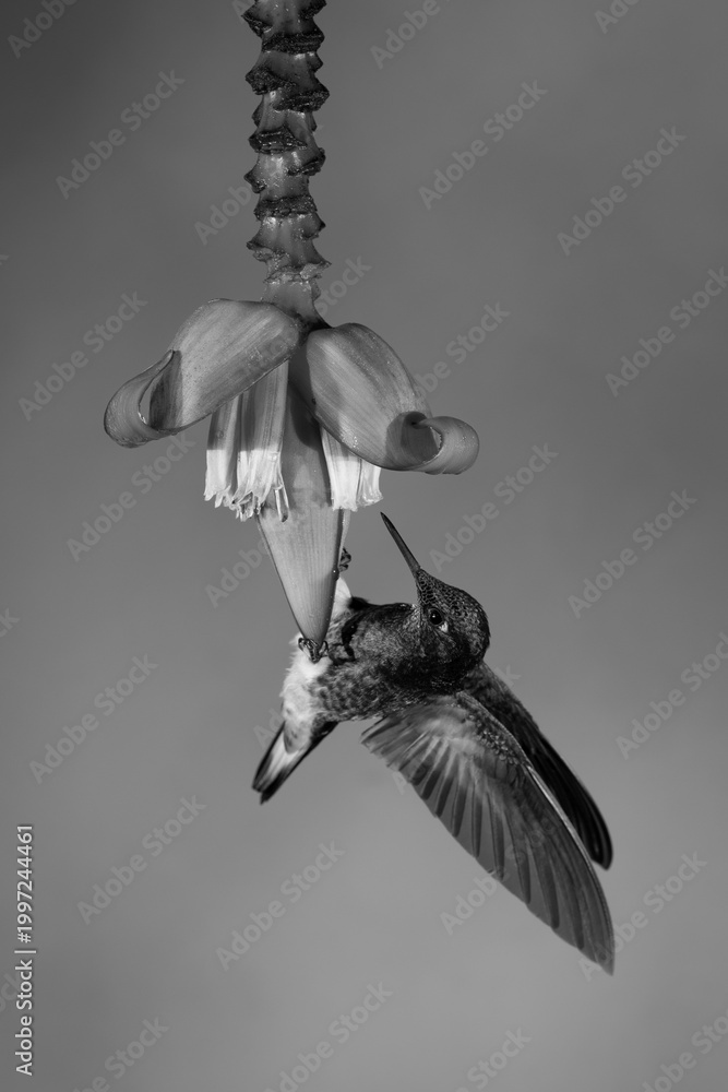 Obraz premium Mono buff-tailed coronet dangles drinking from flower