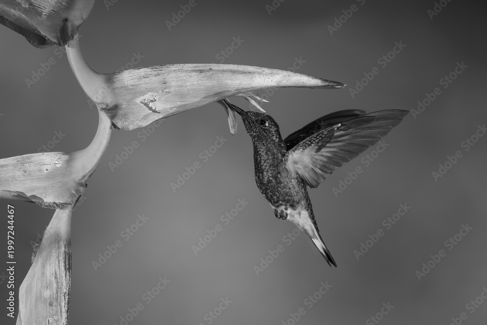 Fototapeta premium Mono buff-tailed coronet drinks hovering under heliconia