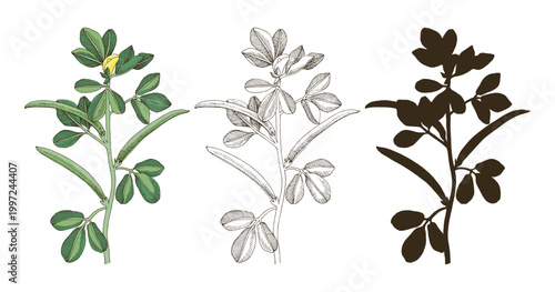 Fenugreek hand drawn plant vector