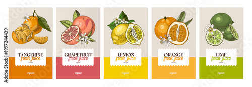 Citrus juice tastes vector collection