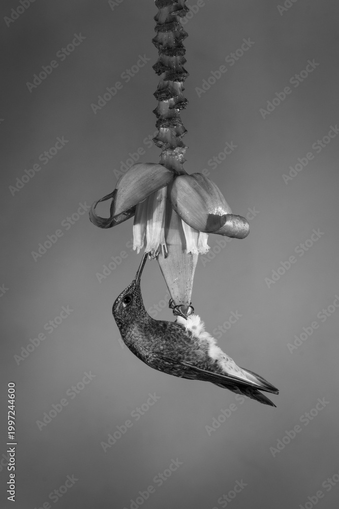 Fototapeta premium Mono buff-tailed coronet hangs feeding on flower
