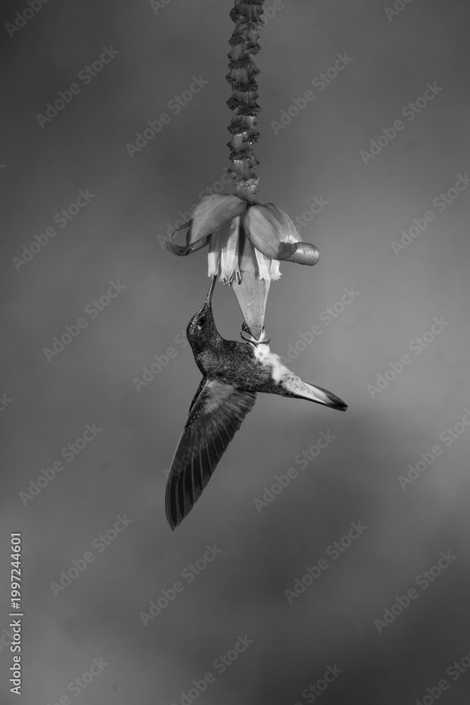 Fototapeta premium Mono buff-tailed coronet hangs drinking from flower