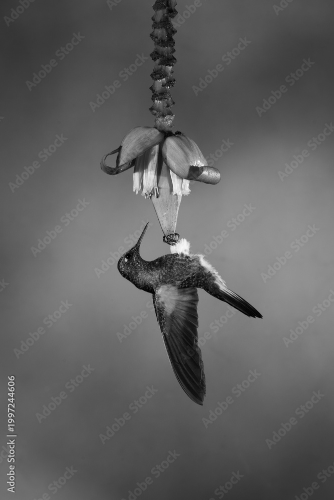 Fototapeta premium Mono buff-tailed coronet hangs from banana flower