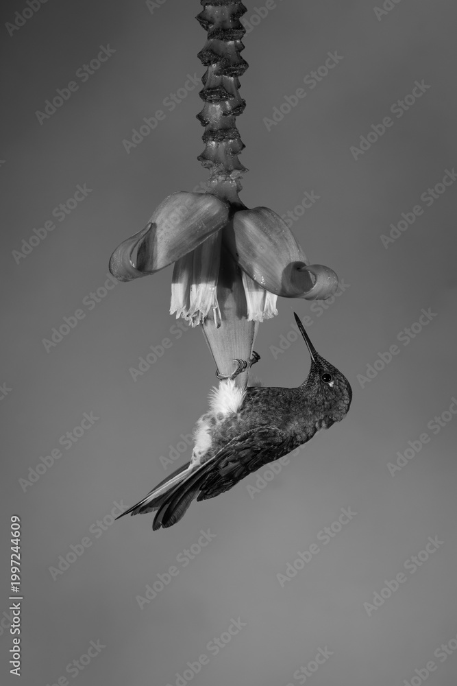 Fototapeta premium Mono buff-tailed coronet hangs looking at flower
