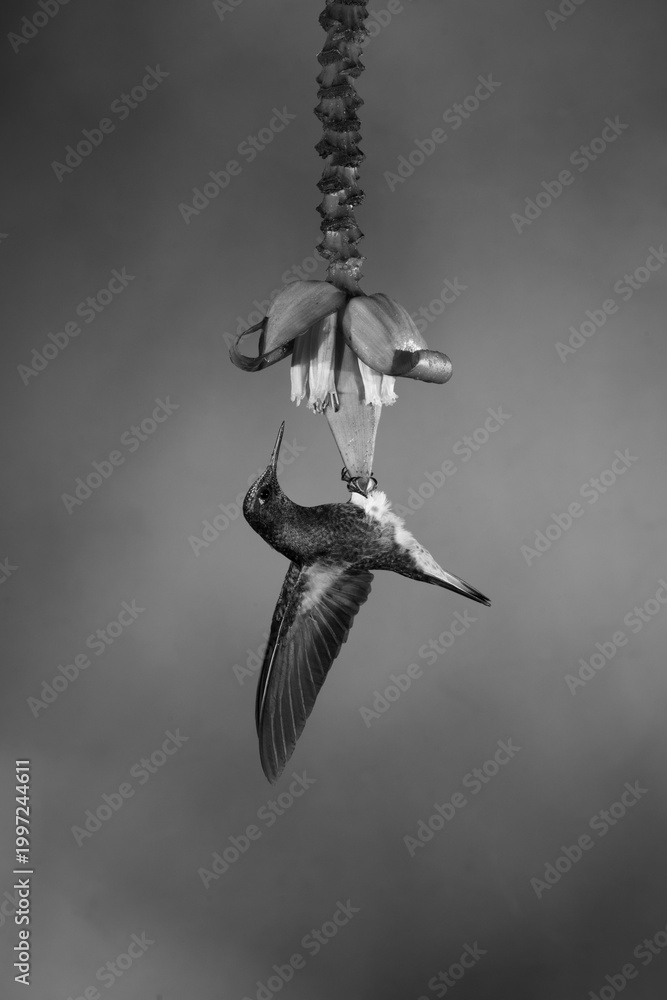 Fototapeta premium Mono buff-tailed coronet hangs under banana flower