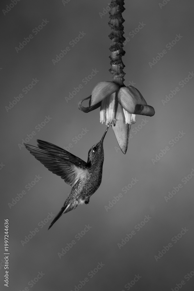 Fototapeta premium Mono buff-tailed coronet hovers drinking under flower