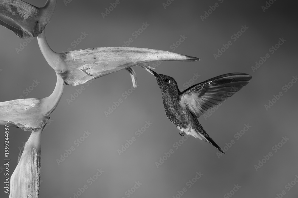 Fototapeta premium Mono buff-tailed coronet hovers feeding from heliconia