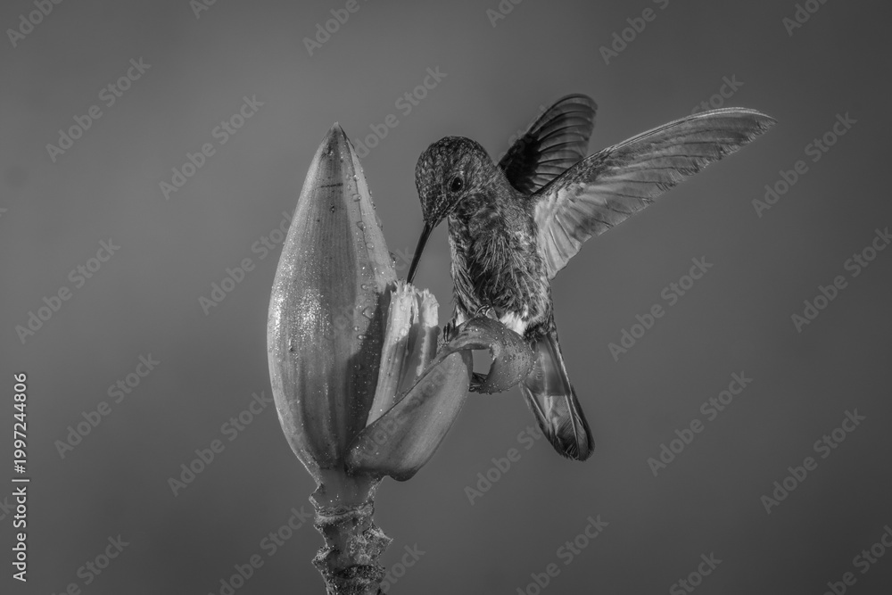 Fototapeta premium Mono buff-tailed coronet perches drinking from flower