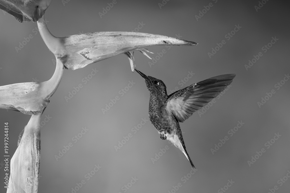Fototapeta premium Mono buff-tailed coronet hovers feeding from heliconia