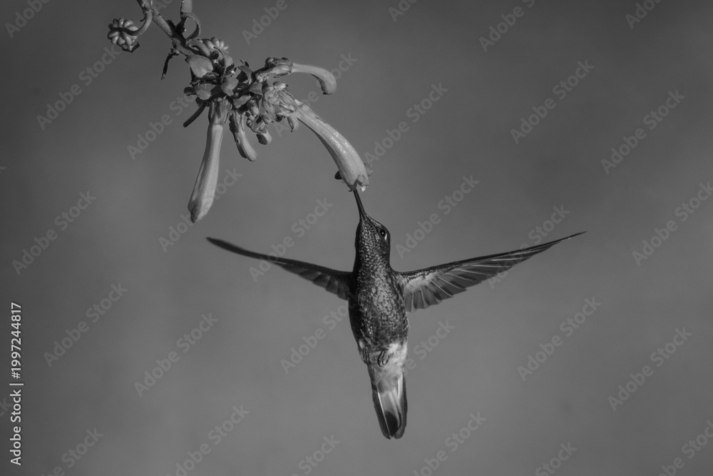Fototapeta premium Mono buff-tailed coronet hovers feeding under fuchsia