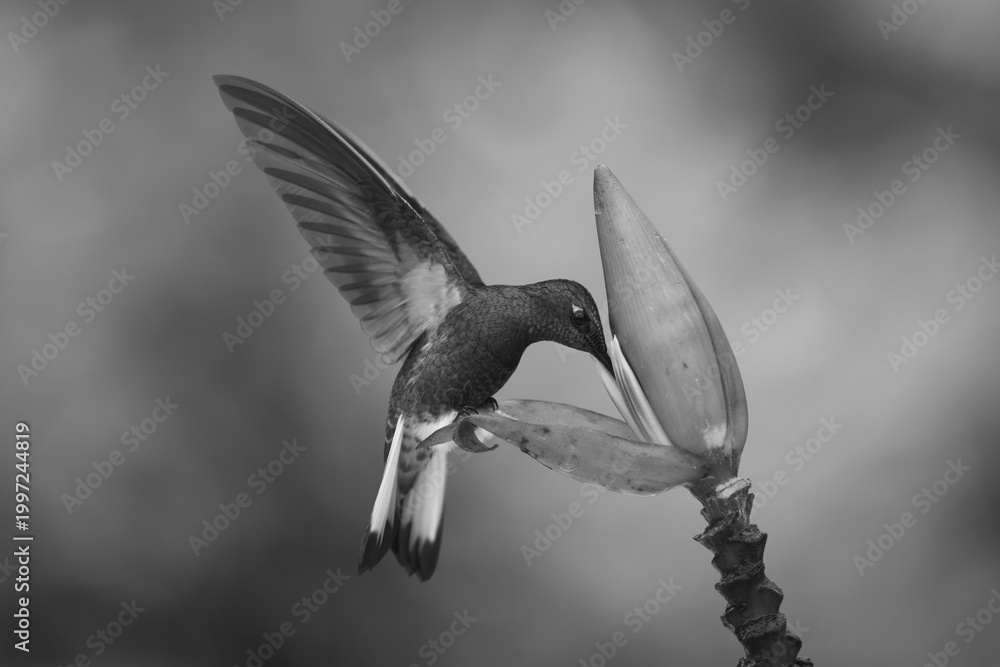 Fototapeta premium Mono buff-tailed coronet perches feeding from flower