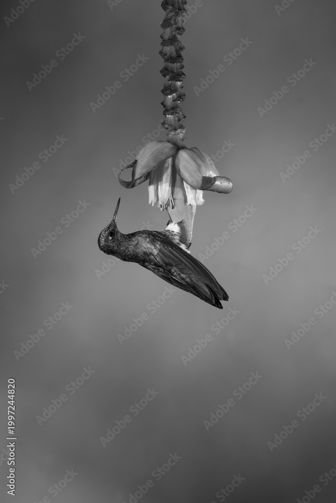 Fototapeta premium Mono buff-tailed coronet perches on banana flower