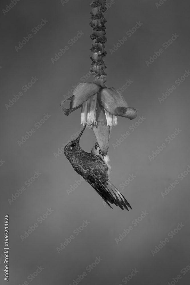 Fototapeta premium Mono buff-tailed coronet perches on flower drinking