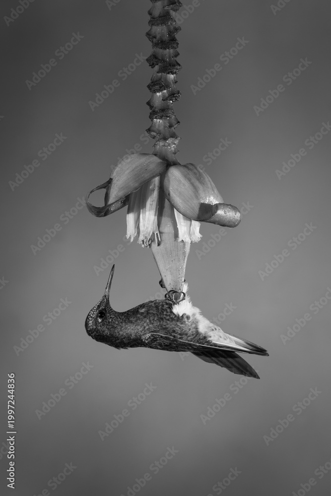 Fototapeta premium Mono buff-tailed coronet perching on banana flower