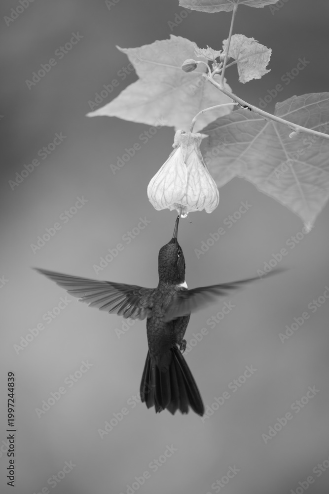 Fototapeta premium Mono collared inca hovers drinking from flower